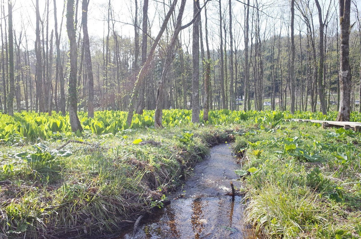 🏞️ 사시마키 습원 미즈바쇼 군생지 이미지 3